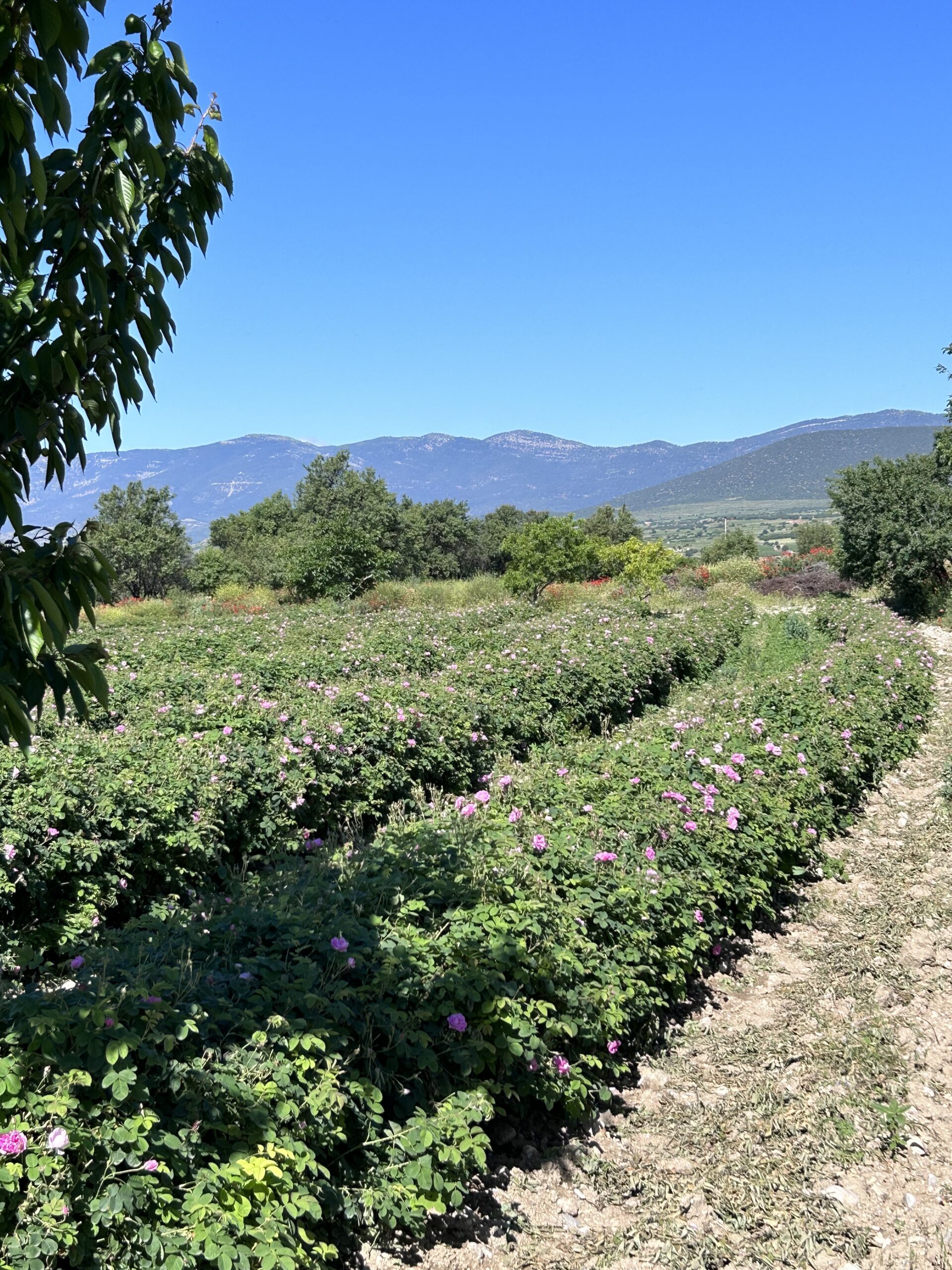 HTF Rose Field Visit_ Haziran_2023