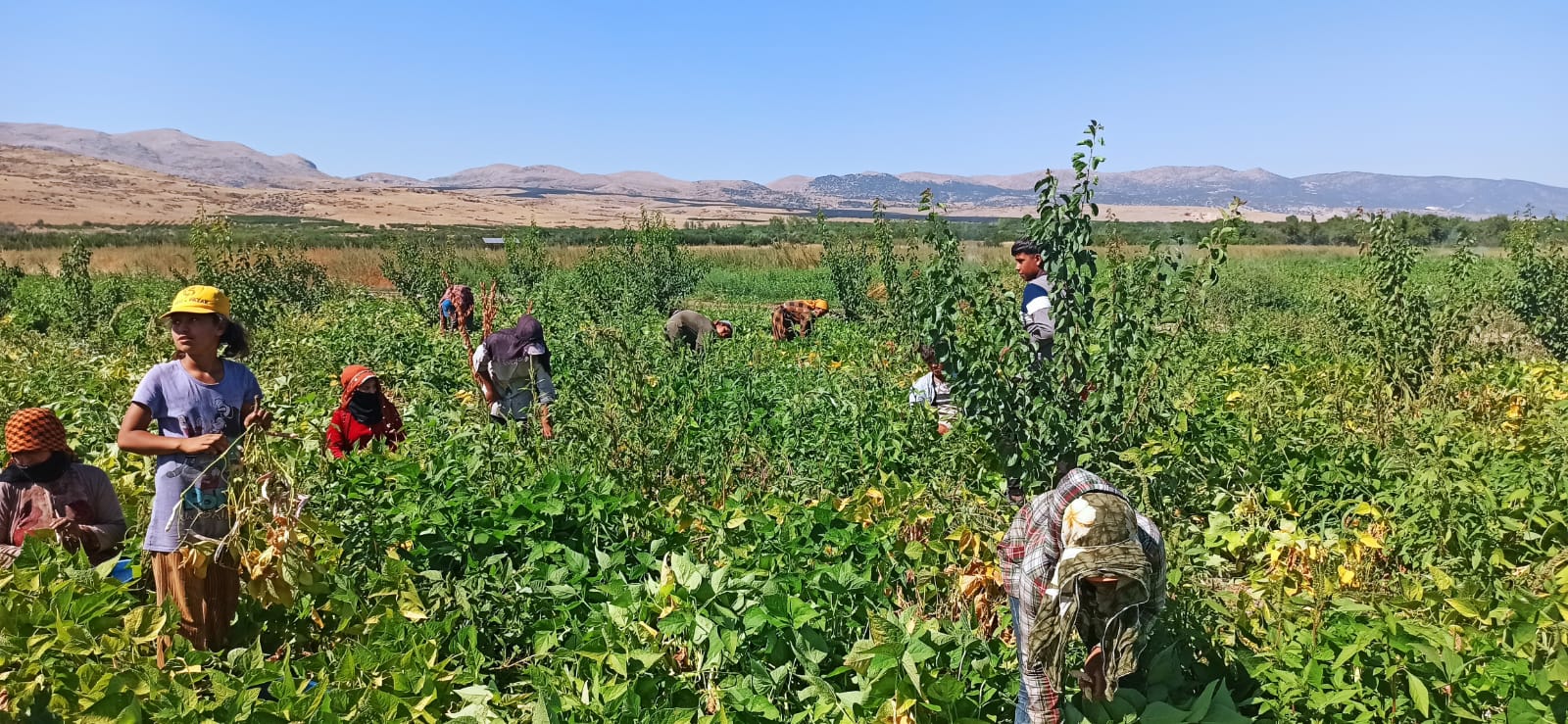 Isparta Senirkent Barbunya Hasadı