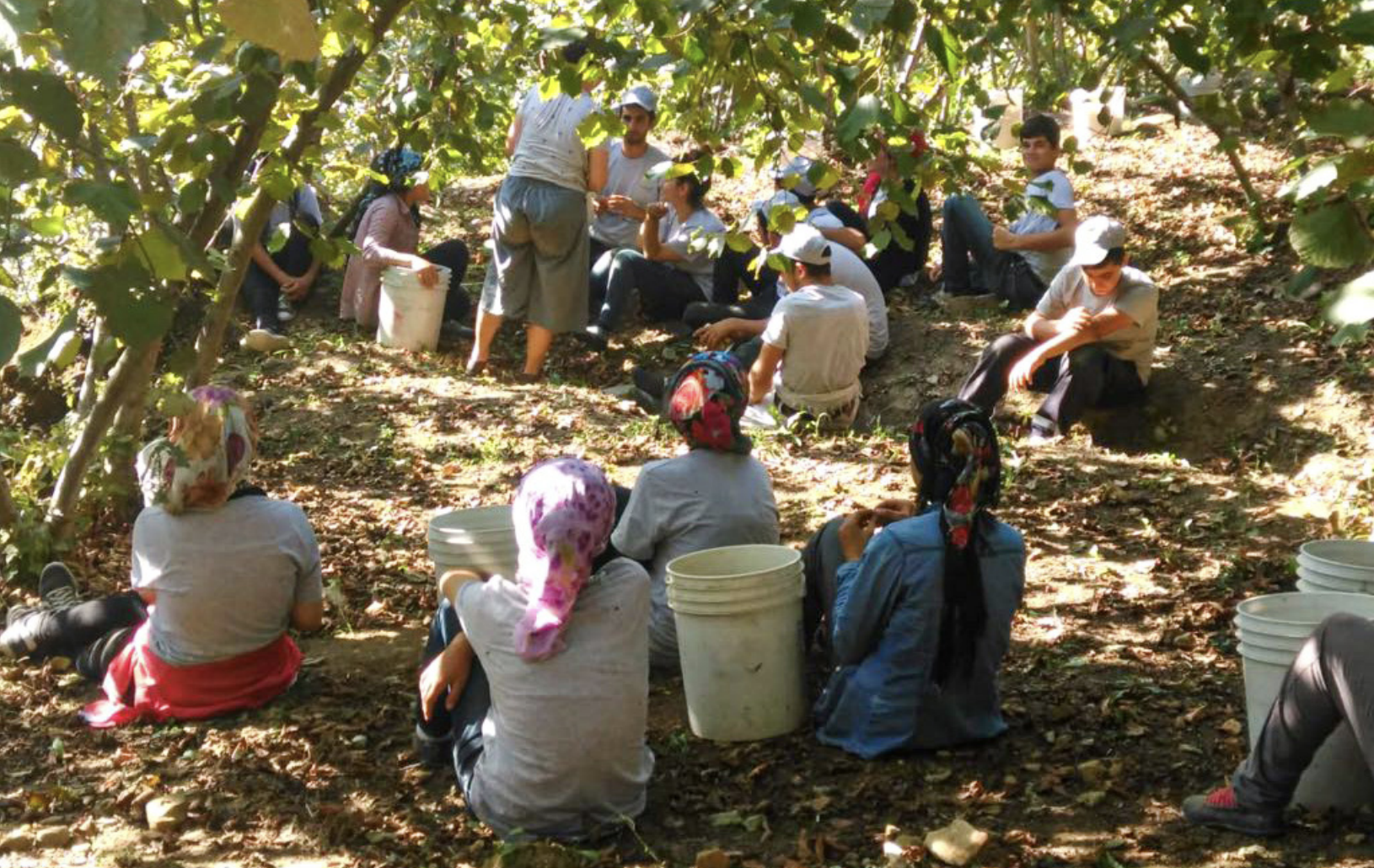 Turkiye Hazelnut Training